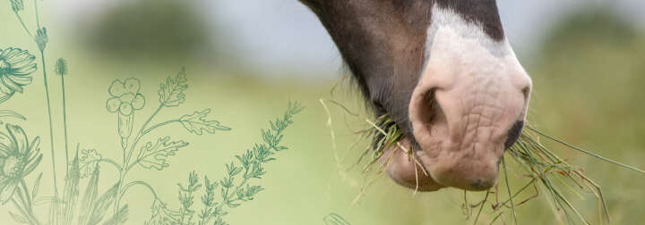 teaserbild hoeveler herbs natur natuerlich einstiegsbanner pferdefutter pferd ergaenzungsfutter supplemente
